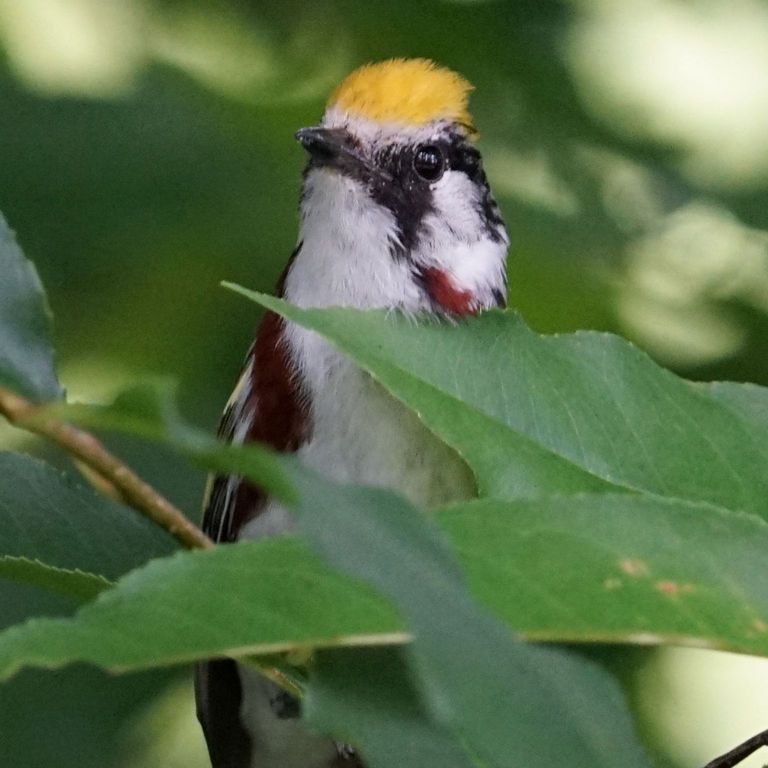 bird behind tree leaves