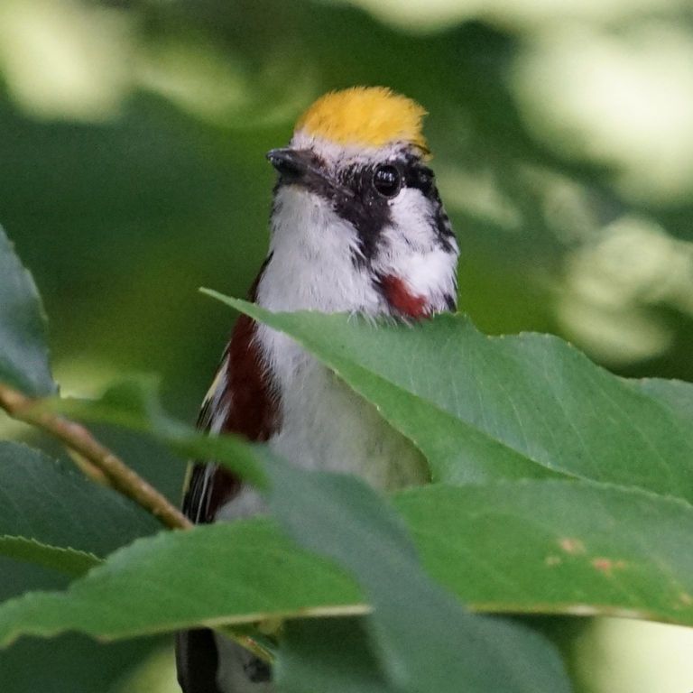 bird behind leaves in a tree